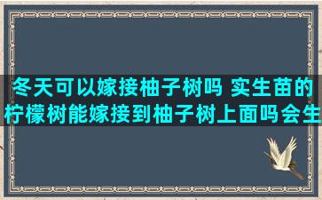 冬天可以嫁接柚子树吗 实生苗的柠檬树能嫁接到柚子树上面吗会生什么果子